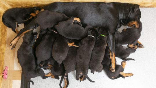 Mark Marshall puppy Rottweiler
