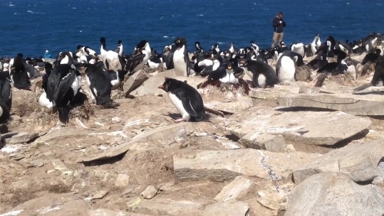 What's Your Favourite Falklands Penguin? #WorldPenguinDay
