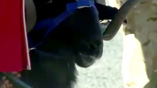 Meet the Mercian Regiment&#039;s Latest Mascot