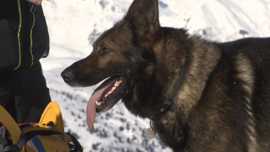 Meribel Avalanche Dogs