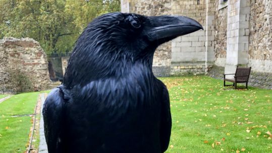 Cover image: Merlina the Raven (Picture: Historic Royal Palaces).