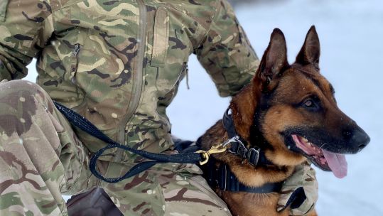 Military dog deployed in the Arctic alongside the Royal Marines