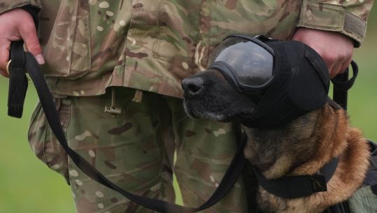 Military working dog Una wears a set of safety goggles, ear defenders and vest during her continuation training at St George's Barracks in Rutland (Picture: PA)