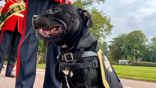 Military mascot Watchman VI receives a promotion 03092023 CREDIT BFBS