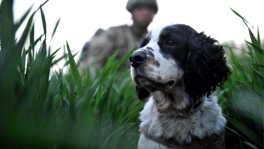 Military Working Dog Search Dog Canine Afghanistan Defence Imagery British Army 2011