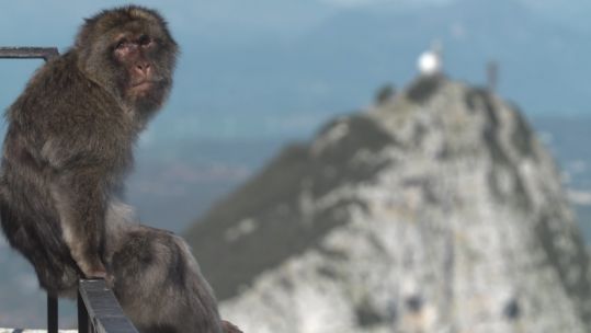 Gibraltar.