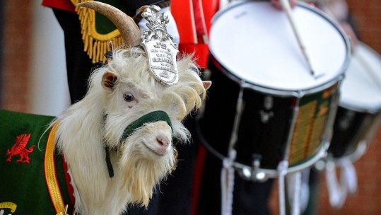 Meet The Royal Welsh&#039;s New Kid On The Block