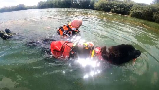 Newfoundland emotional support dogs swimming veterans 210823 CREDIT BFBS