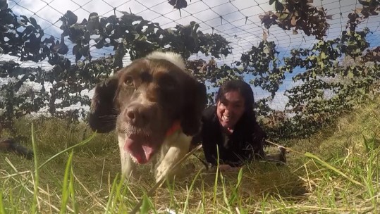 Dog with handler at International Canine Biathlon 