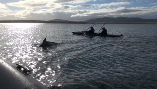 Kayaking Falklands With Dolphins