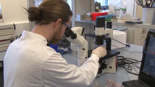 Scientist Investigating Merlin Protein 