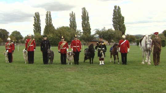 Army animals on parade at the first ever military mascot training camp