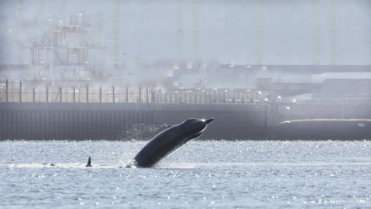 Northern bottlenose whales in the River Clyde