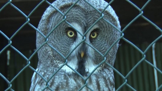 NATO&#039;s Hidden Bird Of Prey Sanctuary