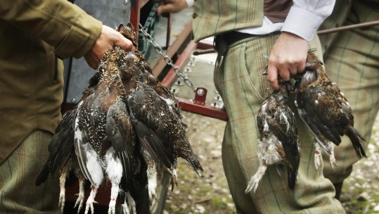 grouse
