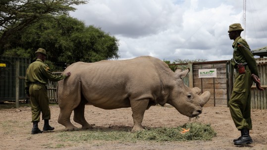 Last male northern white rhino under guard in Kenya