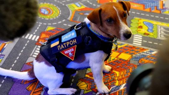 Patron the Dog Ukraine UNICEF Ambassador 211122 CREDIT UNICEF