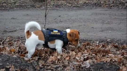 Patron, the Ukrainian mine sniffing dog