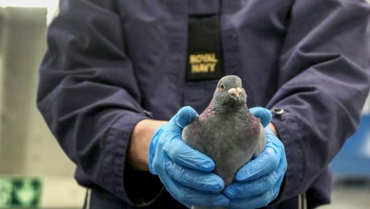 Pauley Racing Pigeon HMS Queen Elizabeth 17062020 CREDIT ROYAL NAVY