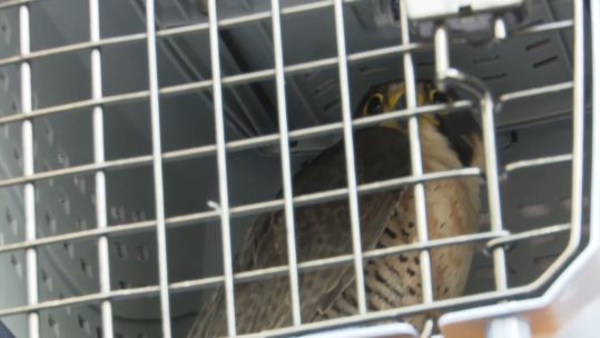 Peregrine Falcon.