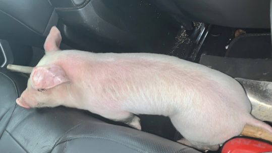 RAF Benson pig