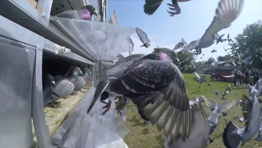 Pigeon race