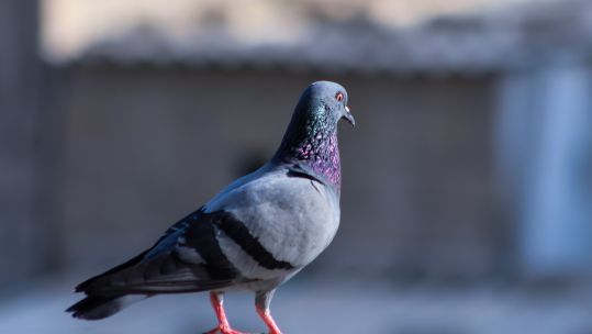 Pigeon on concrete 140919 CREDIT Unsplash.jpg 
