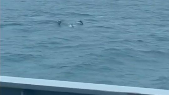 Pod of dolphins captured swimming alongside HMS Severn