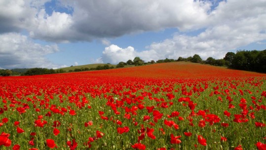 Remembrance: Poppies