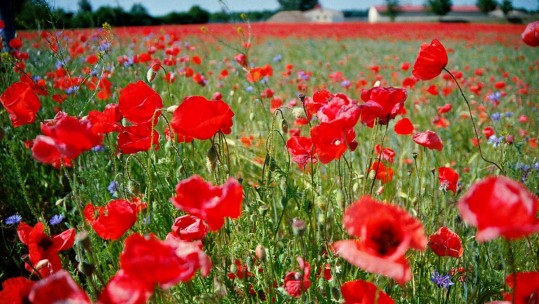 Why A Giant Chalk Poppy&#039;s Coming To Wiltshere