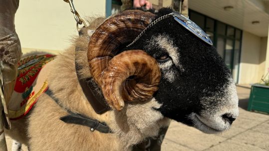 Private Derby XXXIII is the latest in a long line of Mercian mascots dating back to the 19th century