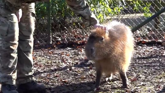 RAF Briz Norton personnel met capybara in Cotswolds 