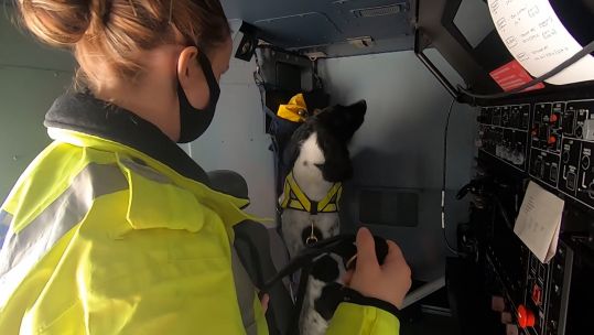 Molly RAF Police detection dog
