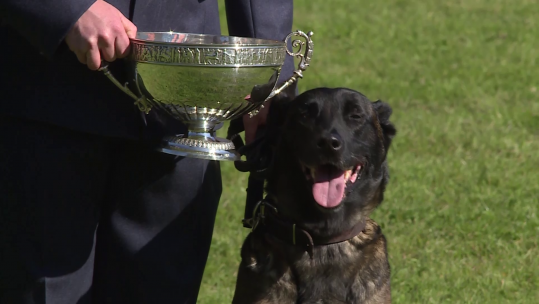RAF Military Working Dog Trials 2017