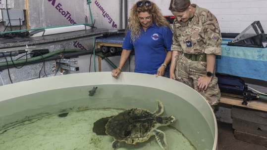 Tally the turtle will be travelling across the UK with a police escort
