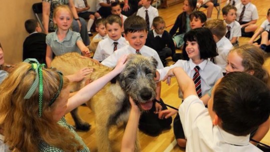 Beautiful 19 Week Old Irish Wolfhound Joins The Royal Irish