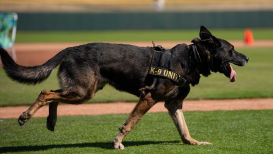 Rango the dog during Desert Dog trials