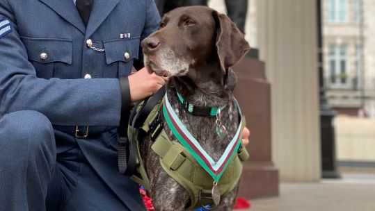 Retired RAF Police dog receives PDSA Dickin Medal for devotion to duty 22022022 Credit PDSA