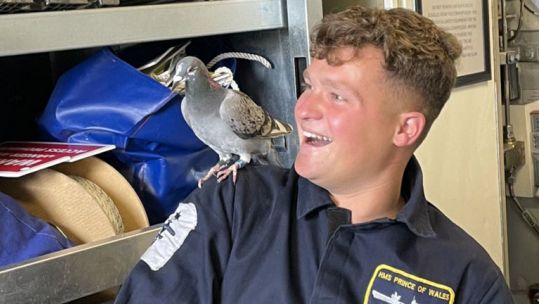 Rex the carrier pigeon injured found near the flight deck HMS Prince of Wales 14092021 Credit HMS Prince Of Wales Twitter.jpg
