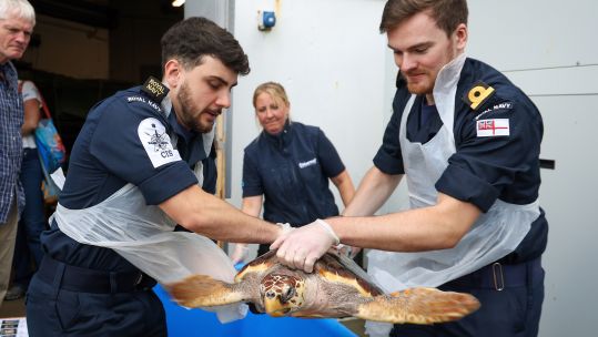 Royal Navy personnel training to care for the turtles in Cornwall 280924 CREDIT Royal Navy.