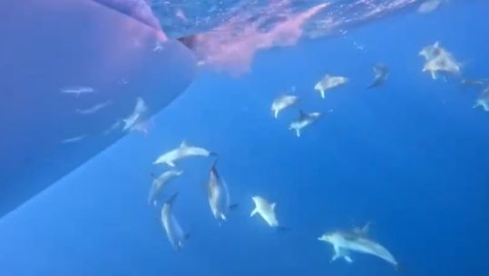 Royal Navy submariners HMS Oardacious spirits lifted by pod of dolphins visit 20122022 CREDIT HMS Oardacious
