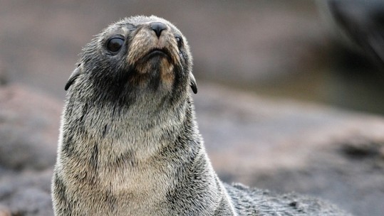 Britton Bitten By Seal Rescued By Royal Navy &amp; RAF