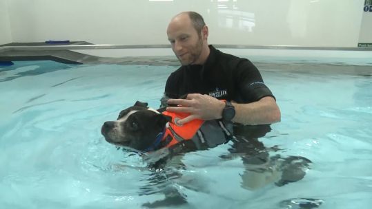 Sam the staffie during hydrotherapy session 091019 CREDIT BFBS.jpg 