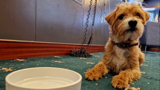 Scrumpy the dog on board HMS Queen Elizabeth