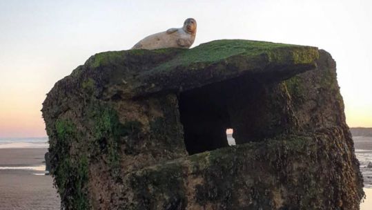 Stranded seal pup on WWII pillbox (Picture: RSPCA).