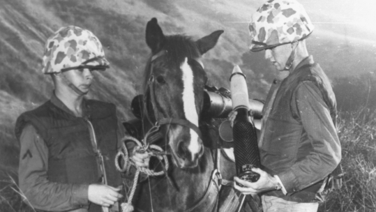 Sergeant Reckless American war hose in Korean War