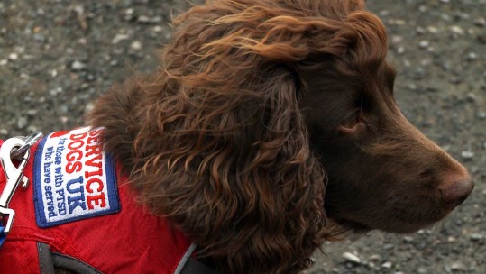 Service Dogs UK: How Rescue Dogs Are Improving The Lives Of Veterans