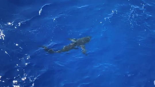 Shark Encounter With U.S. Coast Guard Cutter Kimball Swim Call Hands To Bathe Credit U.S. Coast Guard Cutter Kimball Facebook Page