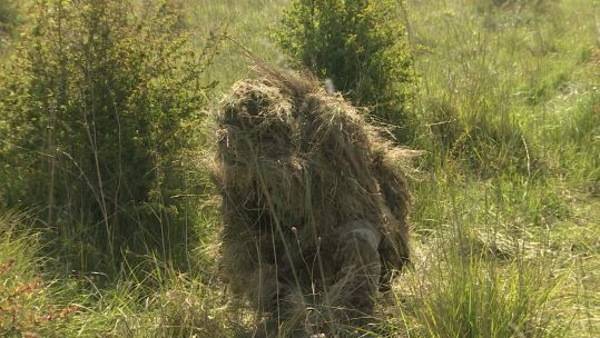 Sniper concealed in the long grass.