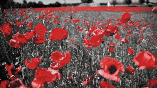 Somme Mayor Pays Respects To WW1 Ulster Soldiers